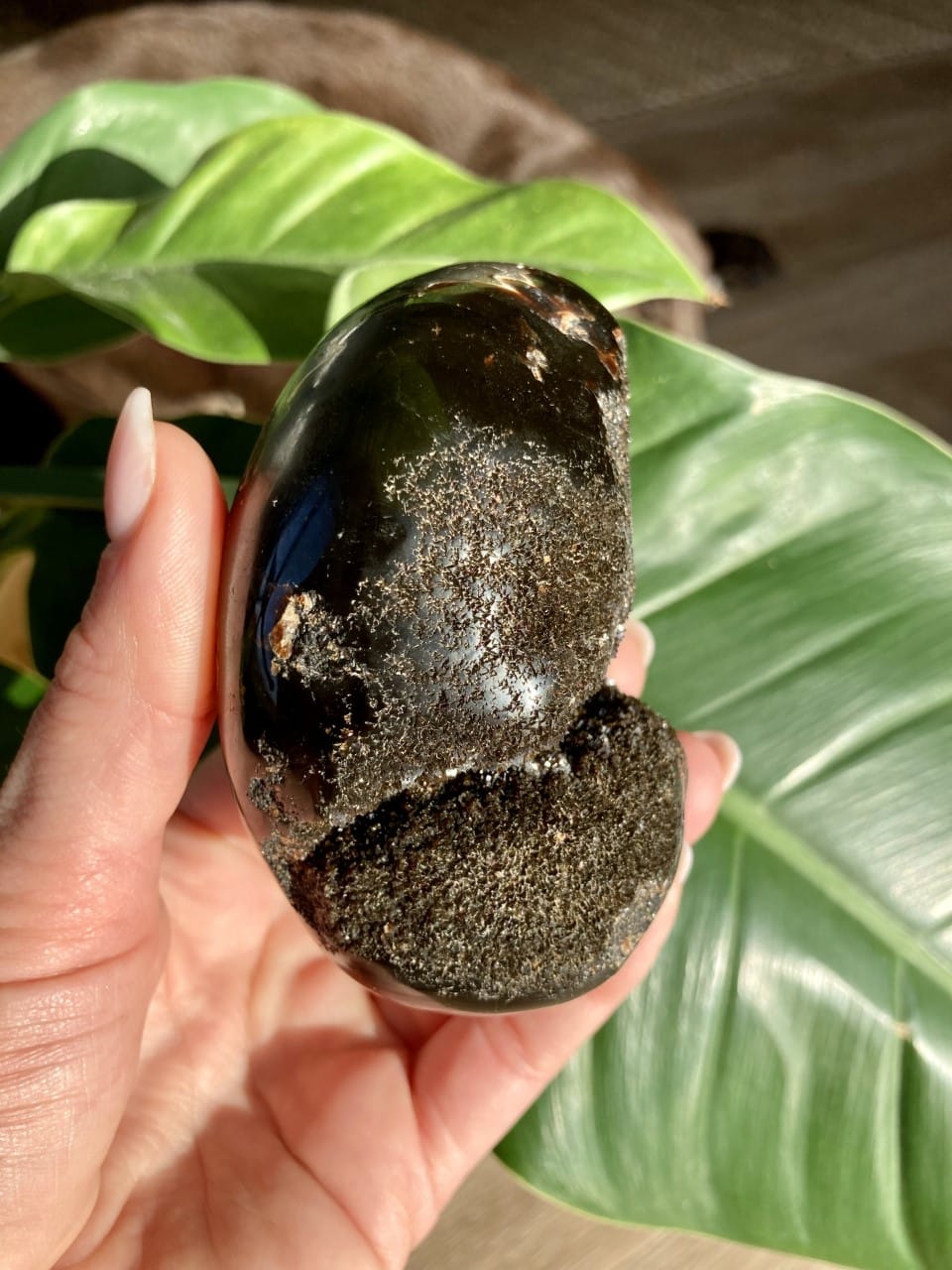 Hånd holder sort septarie drageæg foran grønne blade i naturligt lys.