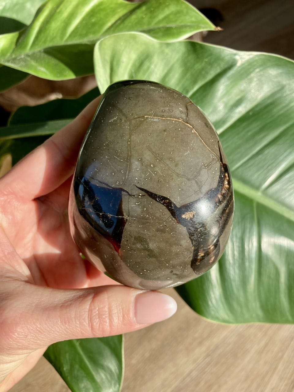 Hånd der holder en poleret Sort Septarie på baggrund af grønne blade.