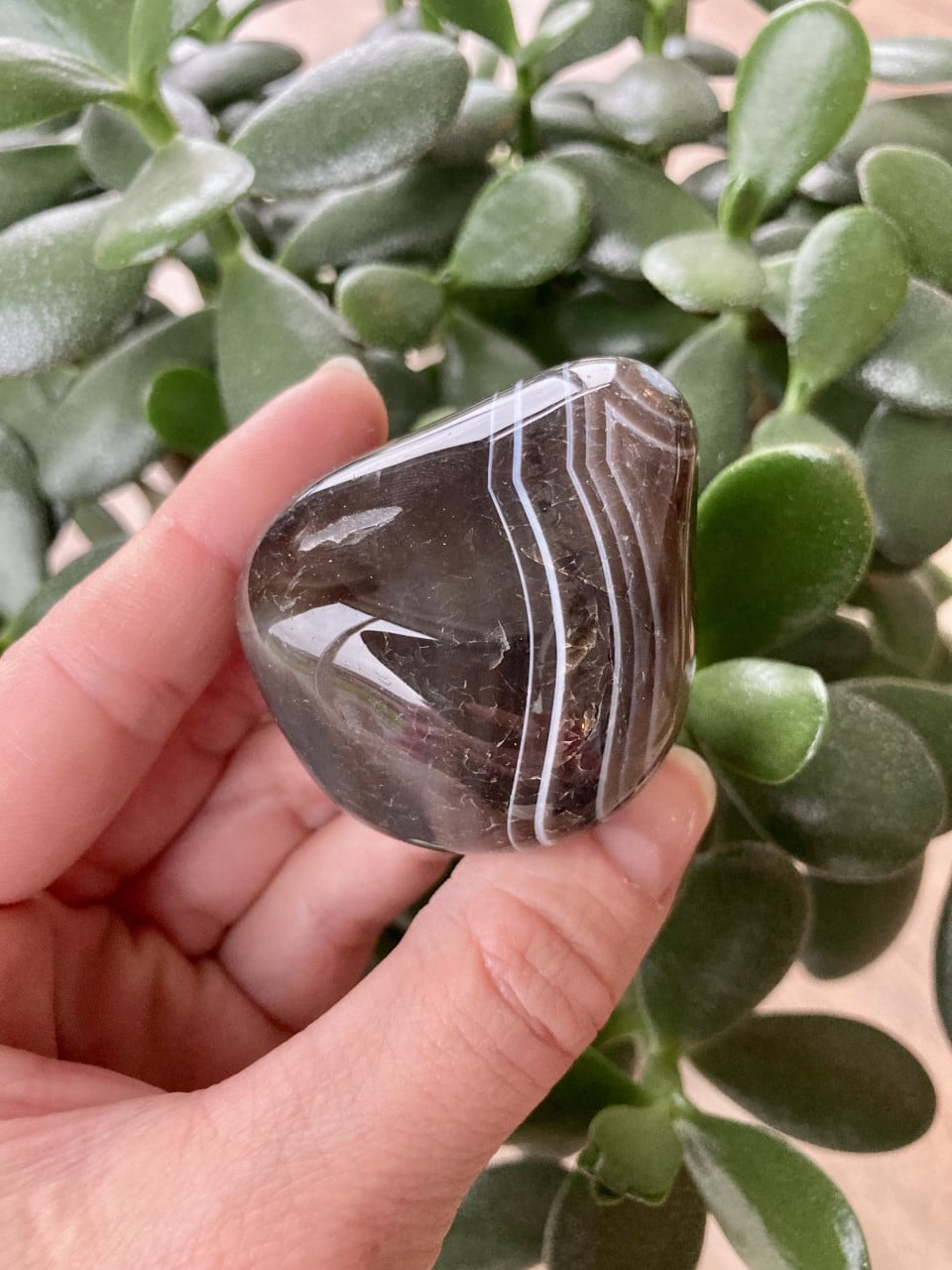 Sort agat med hvide striber holdt i en hånd foran en grøn plante.