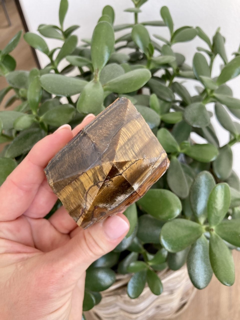 Hånd holder en Tigerøje spids foran en frodig grøn plante i potte.