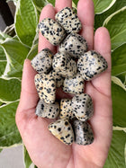 Dalmatiner lommesten