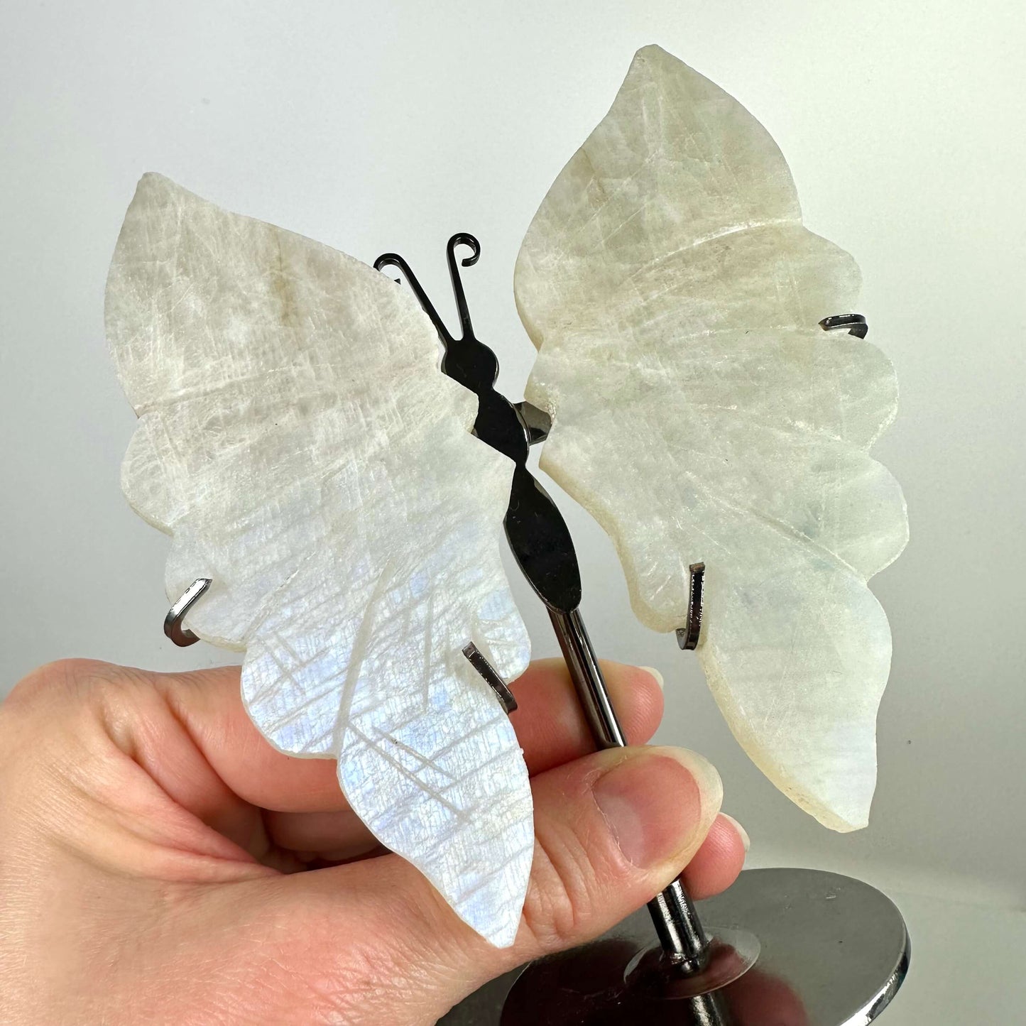 Regnbue Månesten sommerfugl