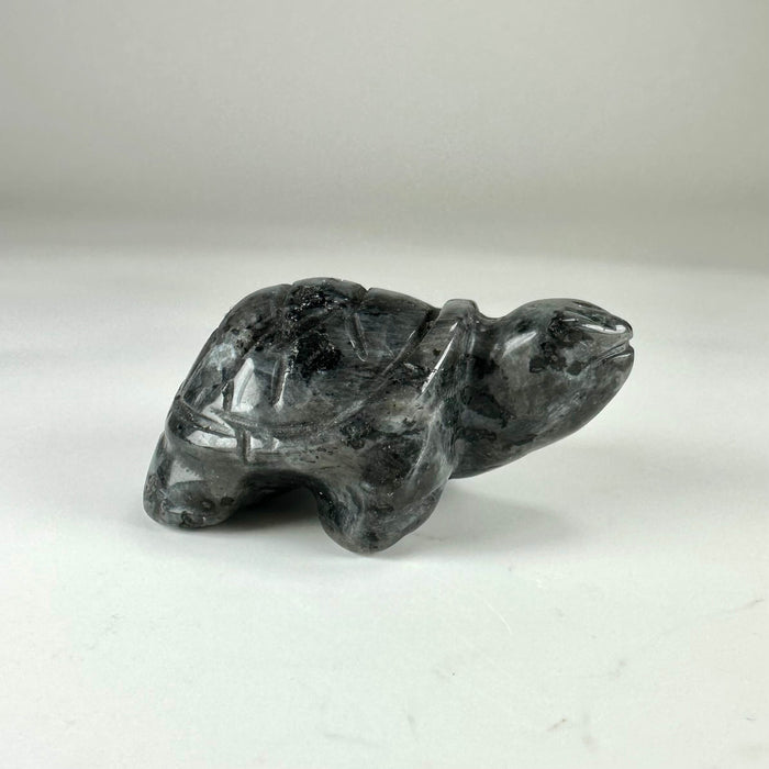 Larvikit skildpadde