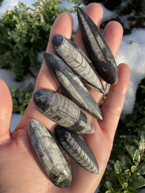 Håndfuld af Orthoceras fossiler med sort-hvide mønstre, fanget i sollys.