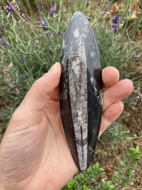 Orthoceras XL