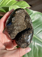 Sort Septarie, Drageæg